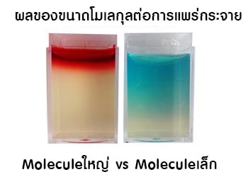 ผลของโมเลกุลต่อการแพร่กระจาย