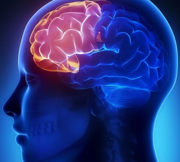 สมองส่วนหน้า(Frontal lobe)