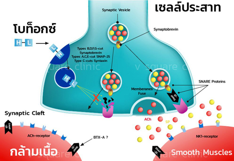 กลไกการออกฤทธิ์ของโบท็อก