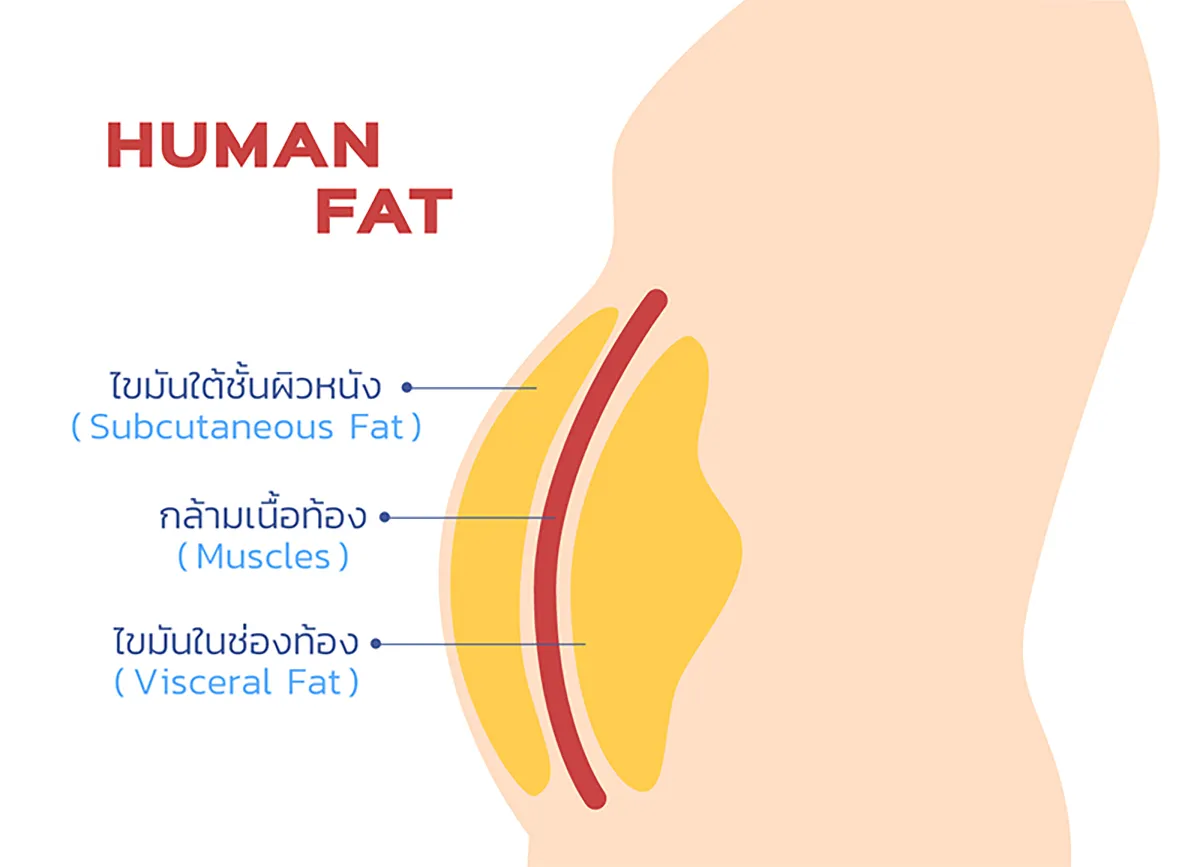 ไขมันหน้าท้อง