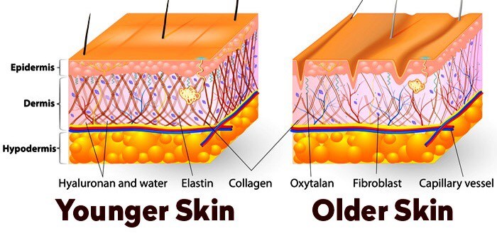 เปรียบเทียบผิวเมื่ออายุมากขึ้น Elastin เสื่อมสภาพ