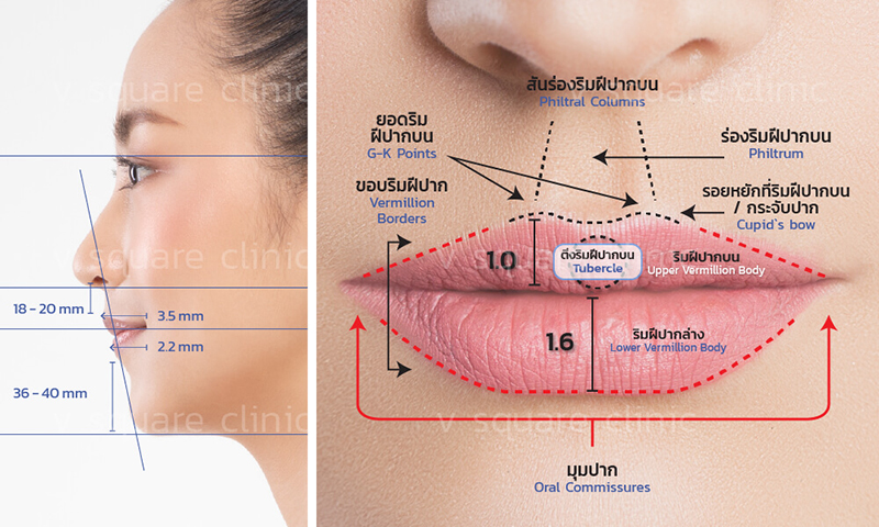 สัดส่วนริมฝีปากที่ดี