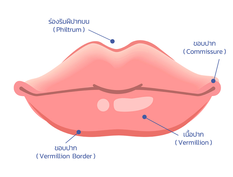 เทคนิค ฉีดปากกระจับธรรมชาติ