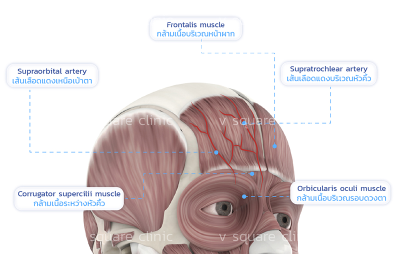 เส้นเลือดบริเวณหน้าผาก