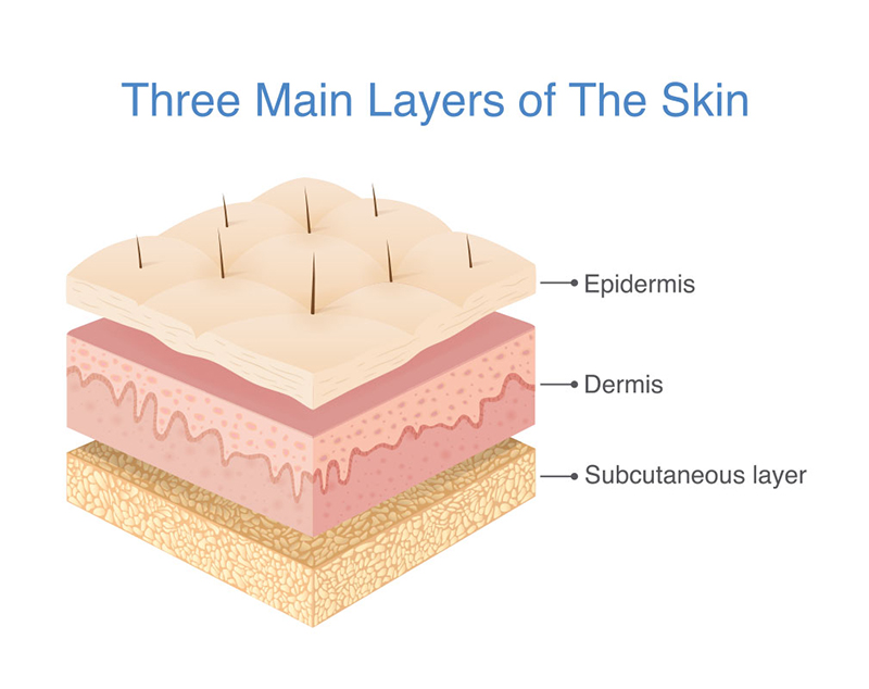 ชั้นผิวหนัง