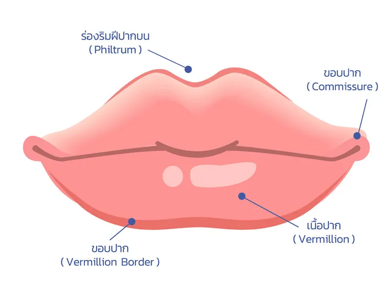 แนะนำ] ฉีดฟิลเลอร์ปาก เซ็กซี่แบบธรรมชาติ ทรงปากที่เหมาะกับคนไทย