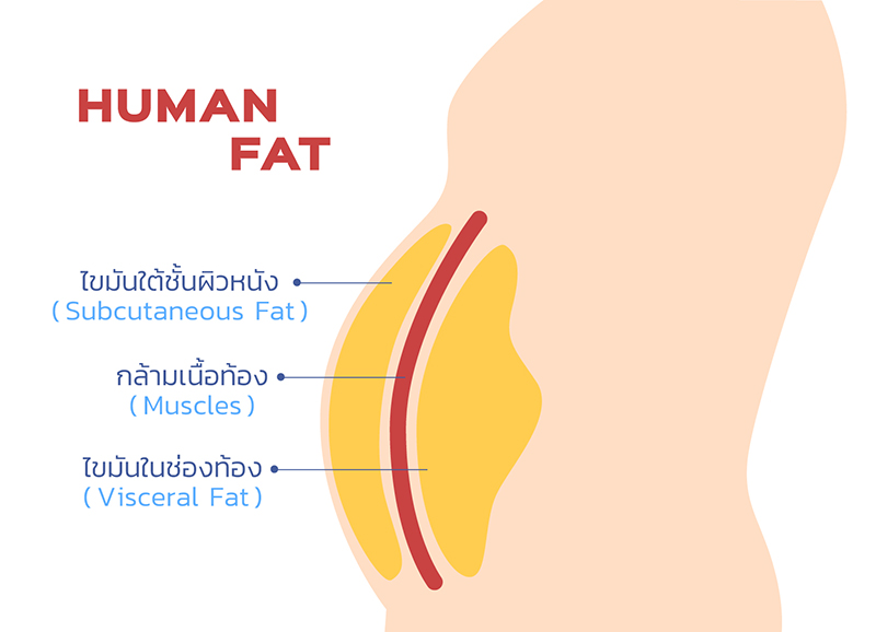 ไขมันหน้าท้อง