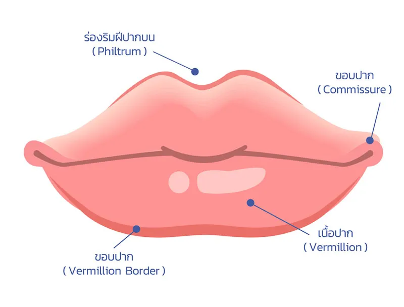 ลักษณะขอบปากกระจับ