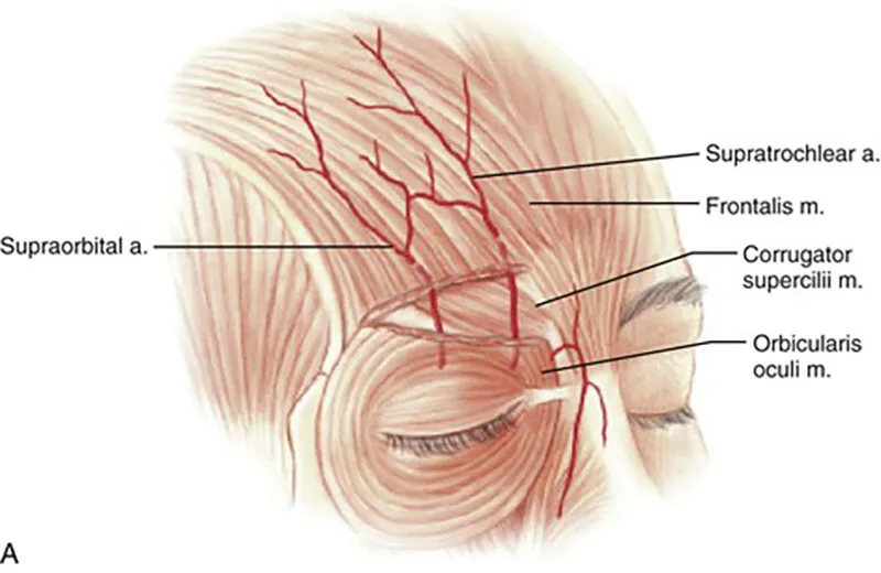 บริเวณหน้าผากมีเส้นเลือดที่เชื่อมเข้าสู่ดวงตา