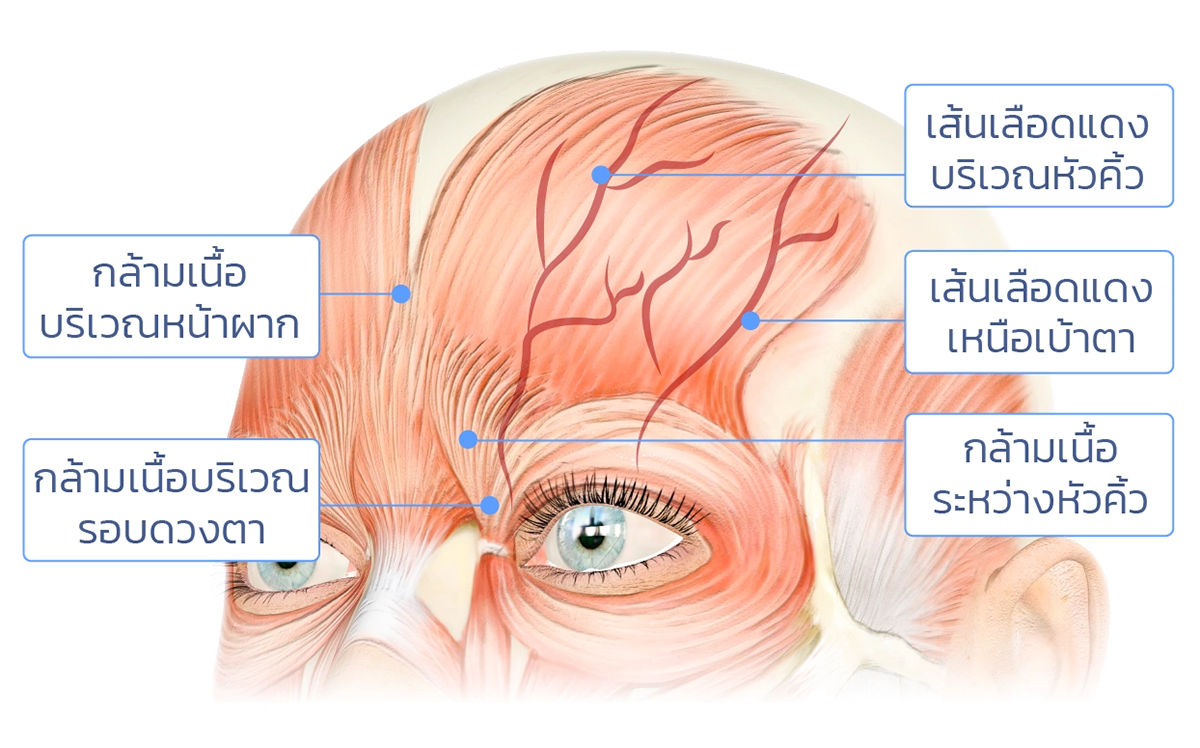 เส้นเลือดบริเวณหน้าผาก