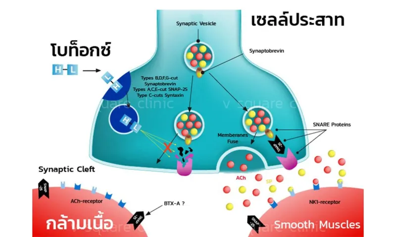 การทำงานของโบท็อก