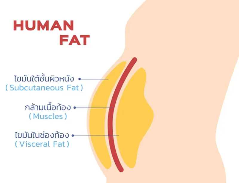 จุดที่มีไขมันสะสมในร่างกาย