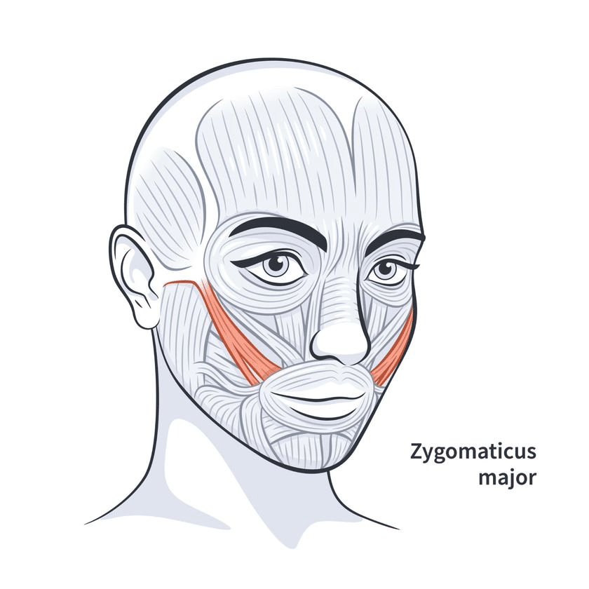 ตำแหน่งกล้ามเนื้อ Zygomaticus