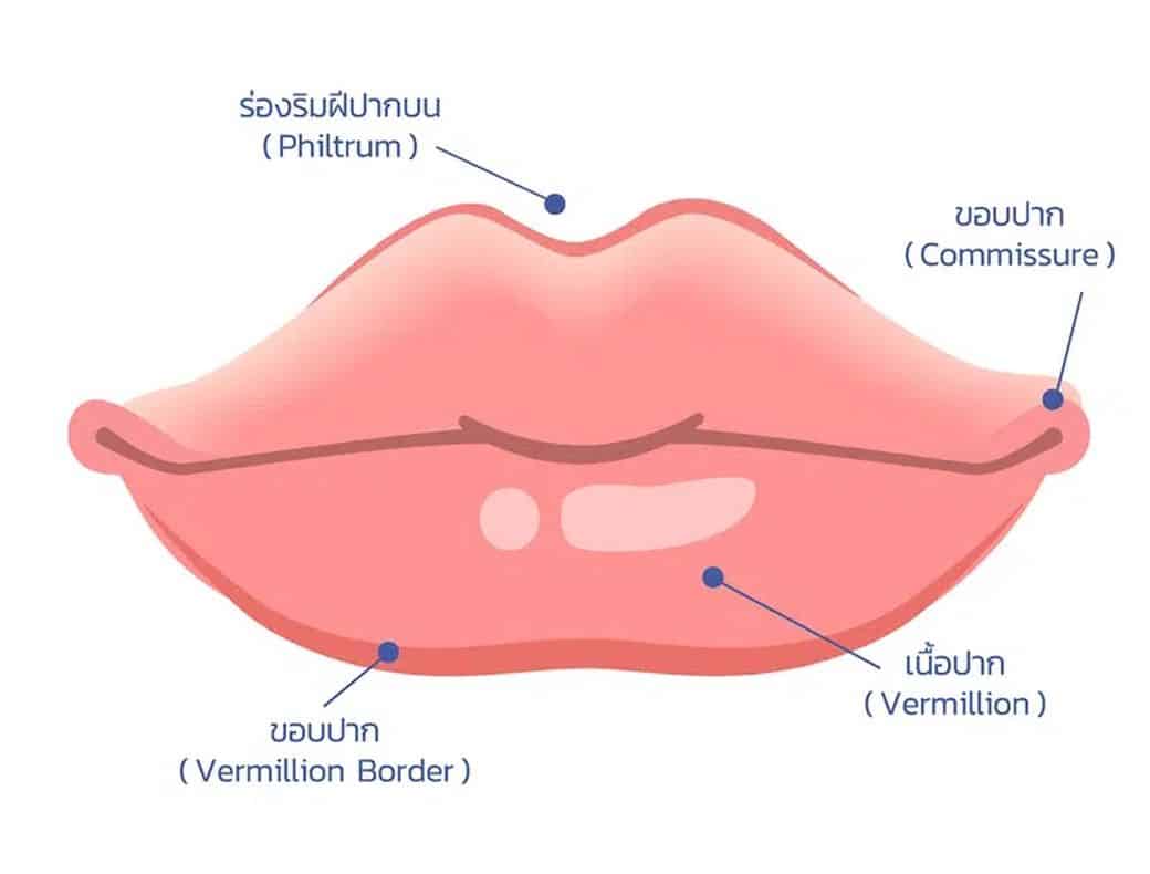 ลักษณะทรงปากกระจับ