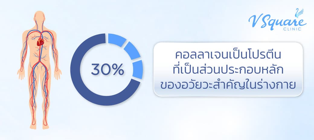 collagen ในร่างกาย