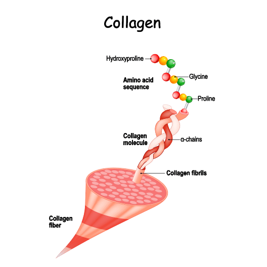 โครงสร้าง collagen