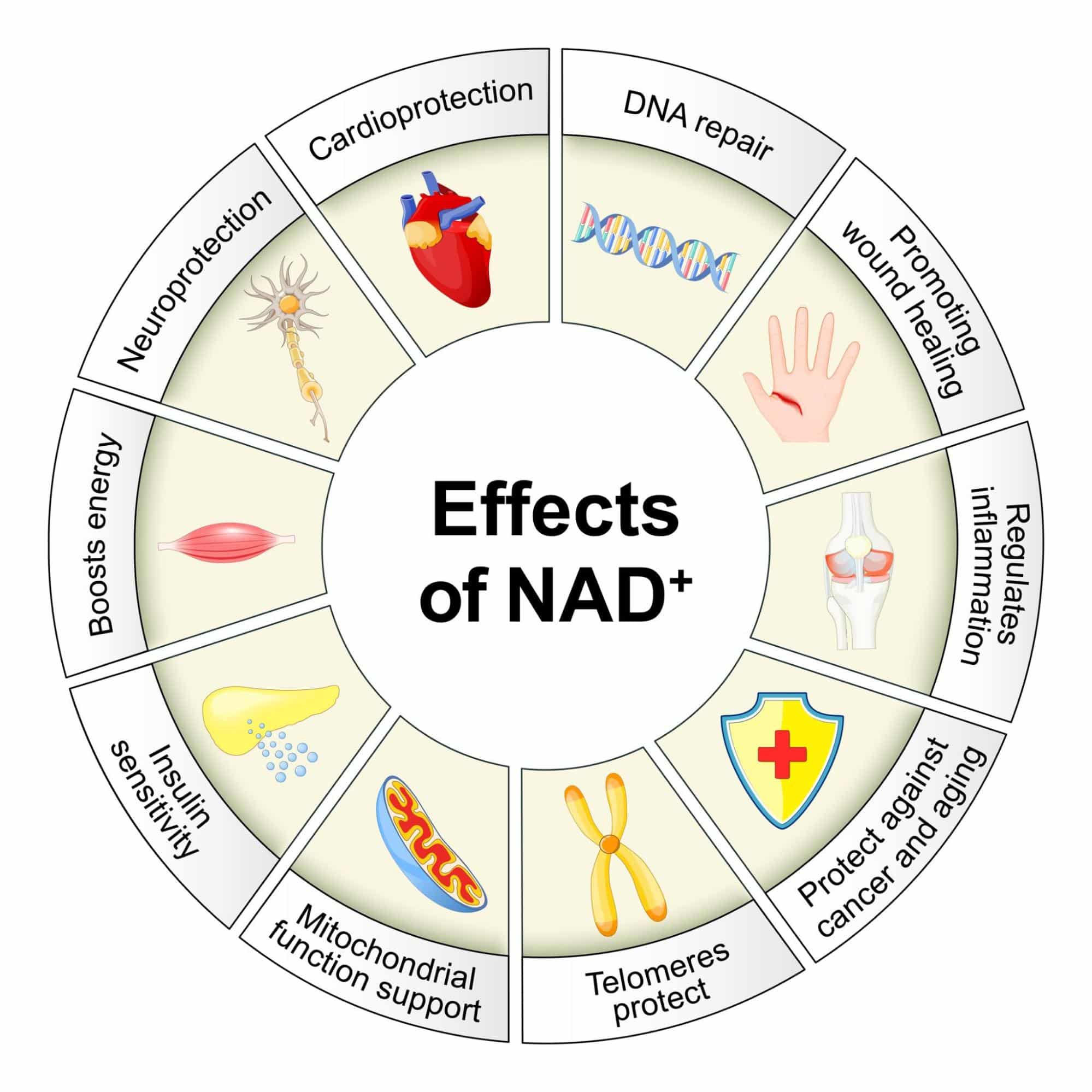 ความสำคัญของ NAD+