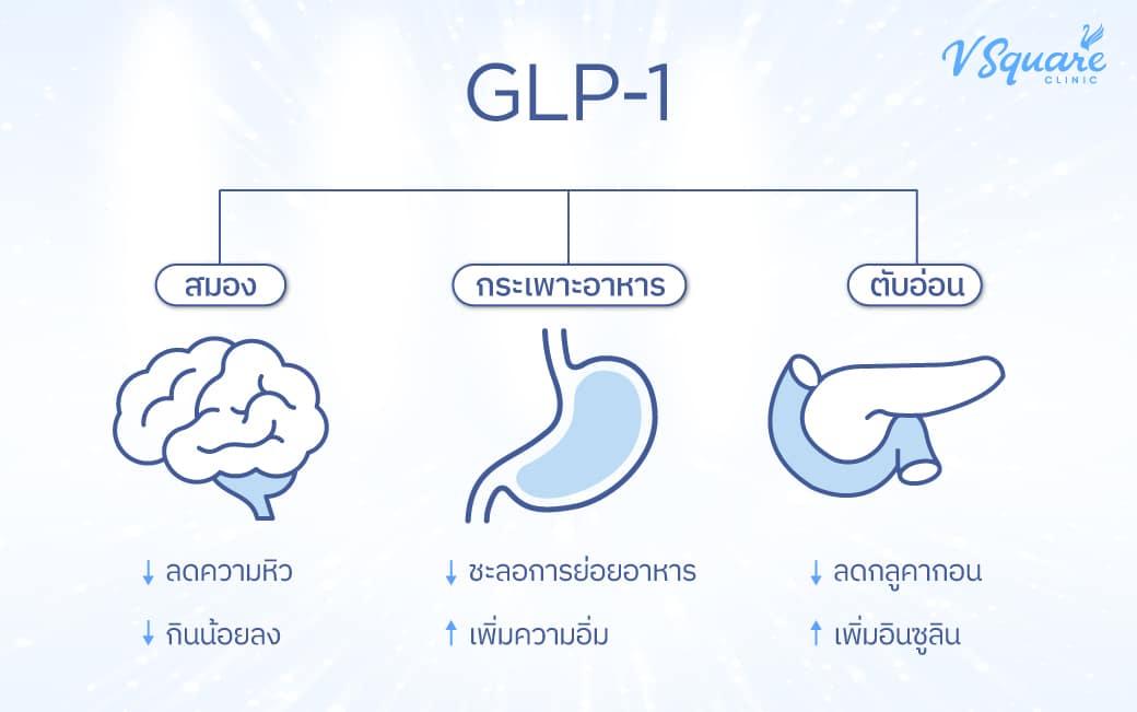glp 1 ซื้อ ที่ไหน GLP-1 คืออะไร ? ช่วยคุมหิว ลดน้ำหนักได้จริงไหม ปลอดภัยหรือไม่