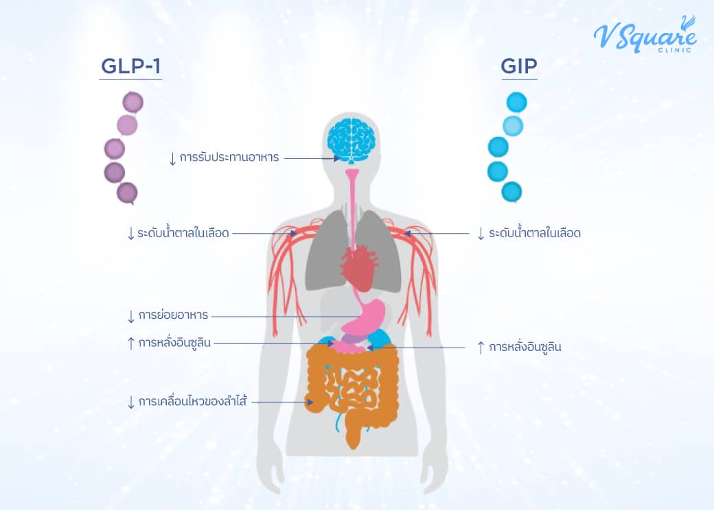 glp 1 แบบ กิน GLP-1 คืออะไร ? ช่วยคุมหิว ลดน้ำหนักได้จริงไหม ปลอดภัยหรือไม่